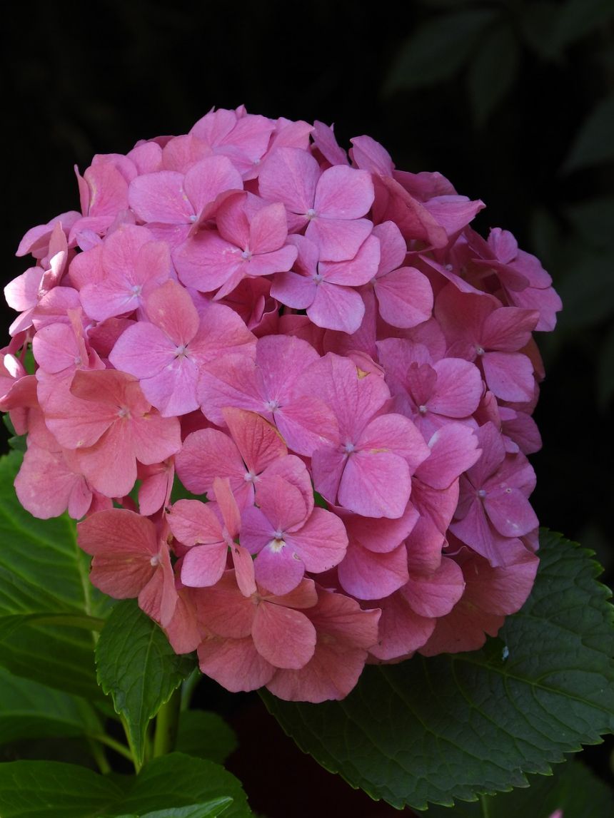 绣球,粉红色,花