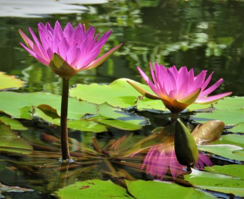 莲花、鲜花、池