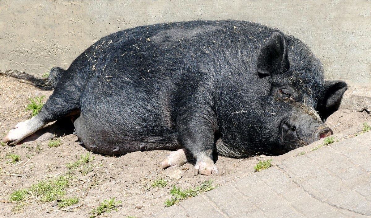 一只黑色的大肥猪免费图片