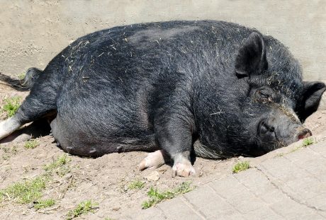 一只黑色的大肥猪
