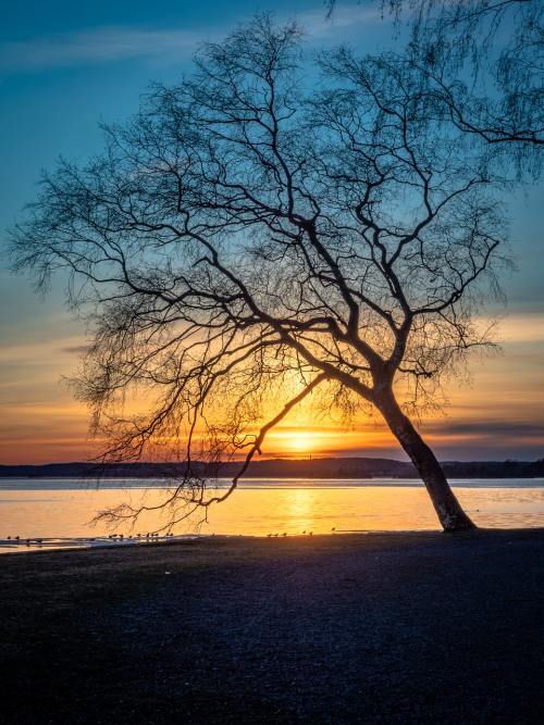 湖岸的树剪影与日落景观