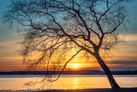 湖岸的树剪影与日落景观
