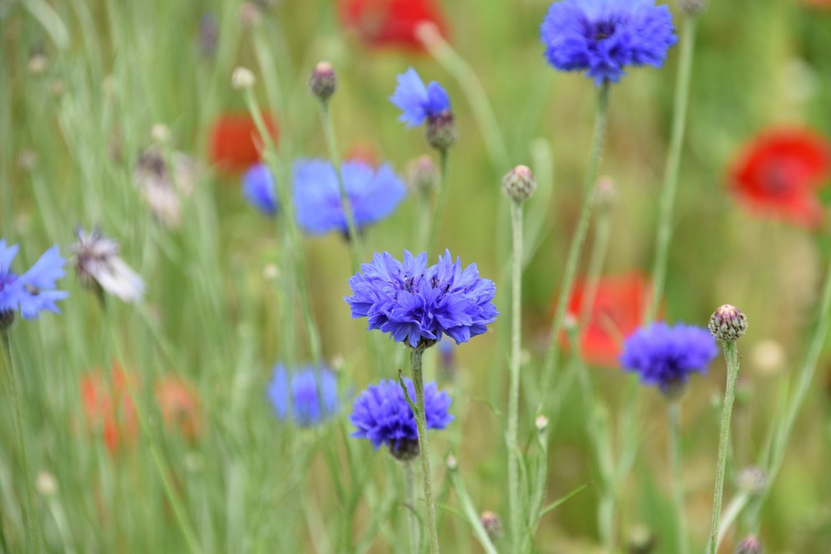花、蓝莓、植物免费图片