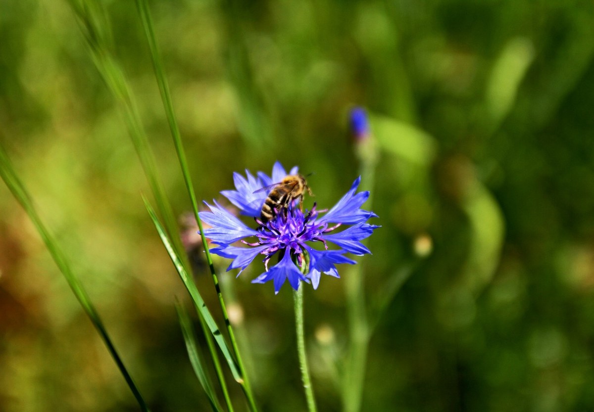 矢车菊、蜜蜂免费图片