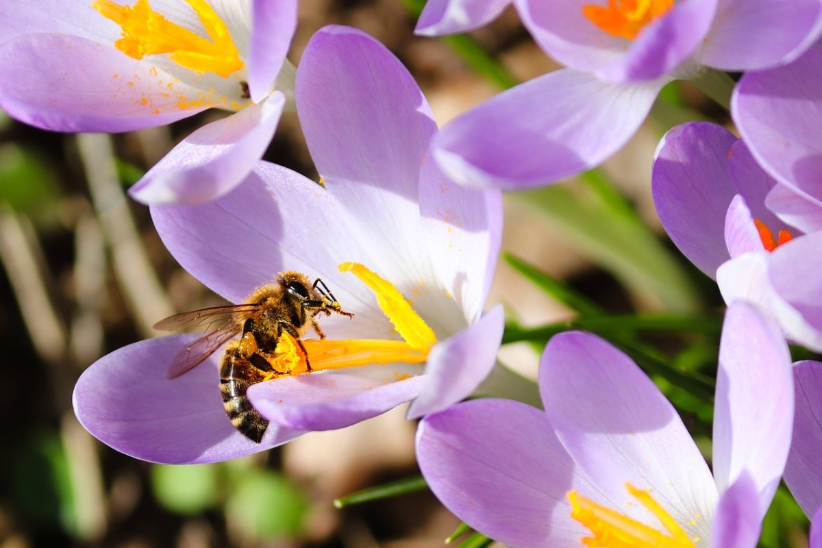 藏红花花蕊采集花粉的蜜蜂免费图片