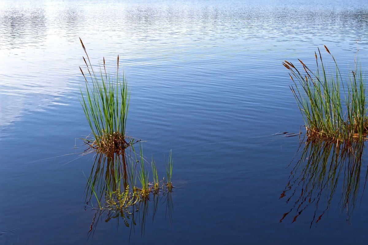 湖中的水草植物免费图片