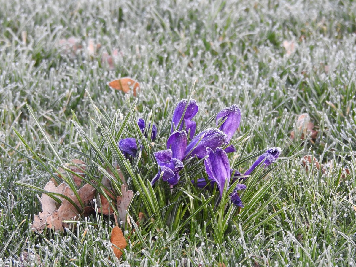 藏红花、冻结、紫免费图片