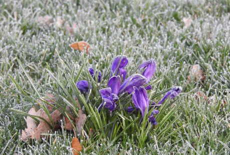 藏红花、冻结、紫