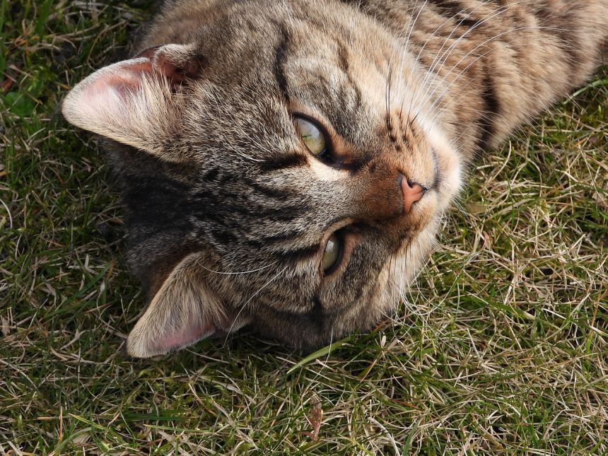 猫小猫灰褐色