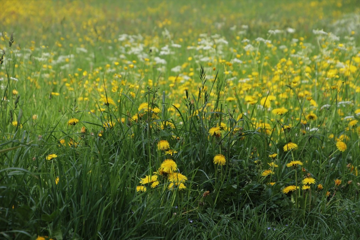 草、草甸、蒲公英免费图片