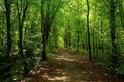 森林、树木、森林路径