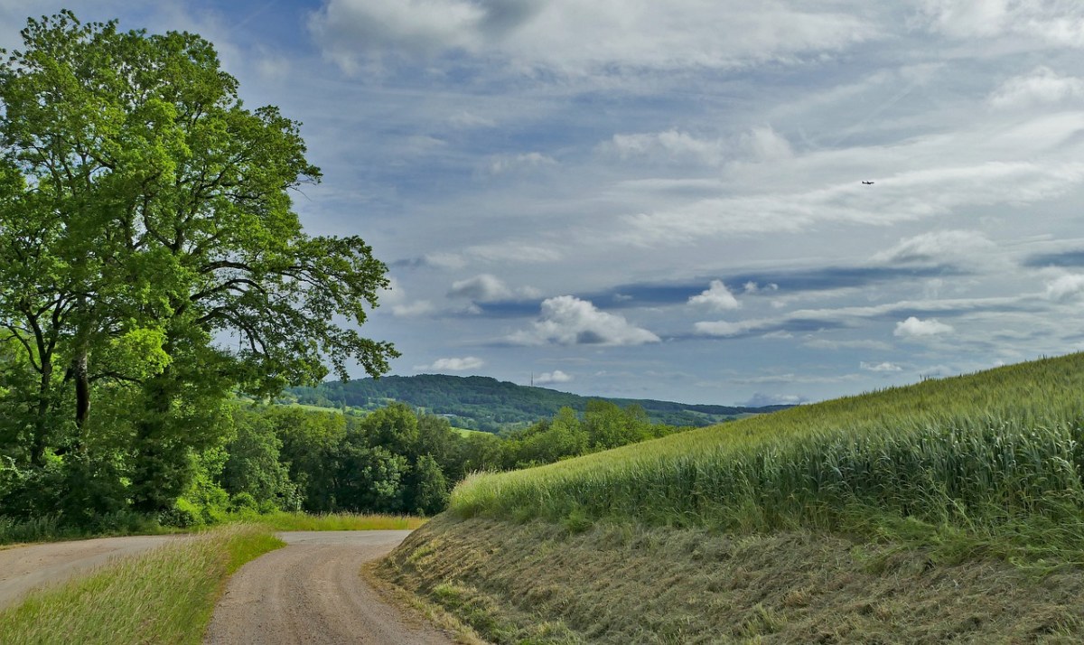 田园道路与树免费图片