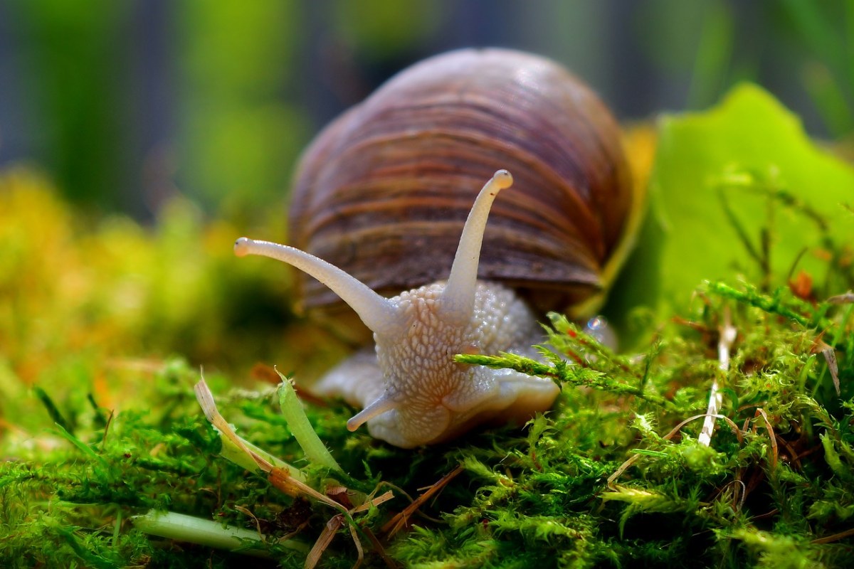 软体动物蜗牛特写免费图片