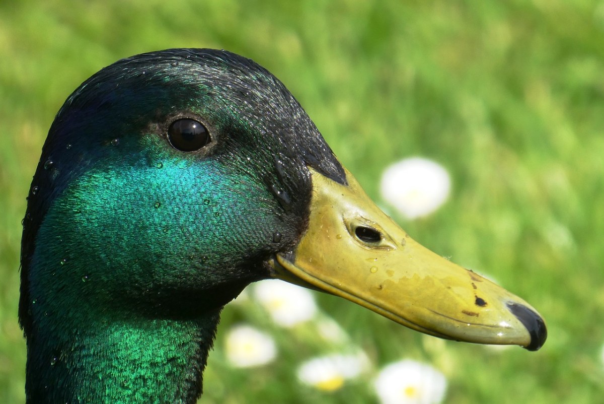 鸭,德雷克,男性