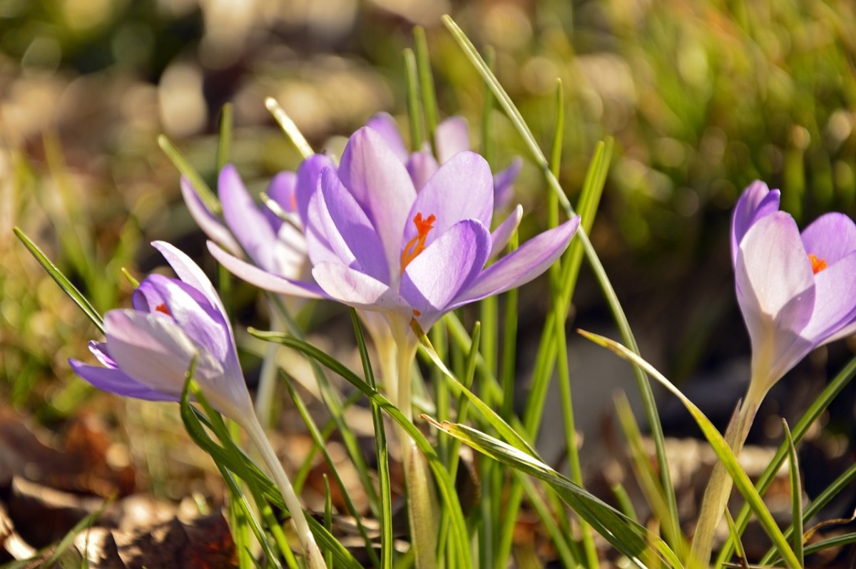 藏红花、Frühlingsblüher、紫免费图片