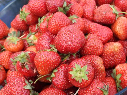 草莓、水果、五月