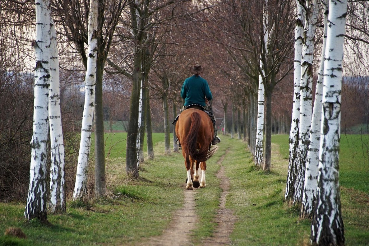 骑马的人物背影与白桦树免费图片