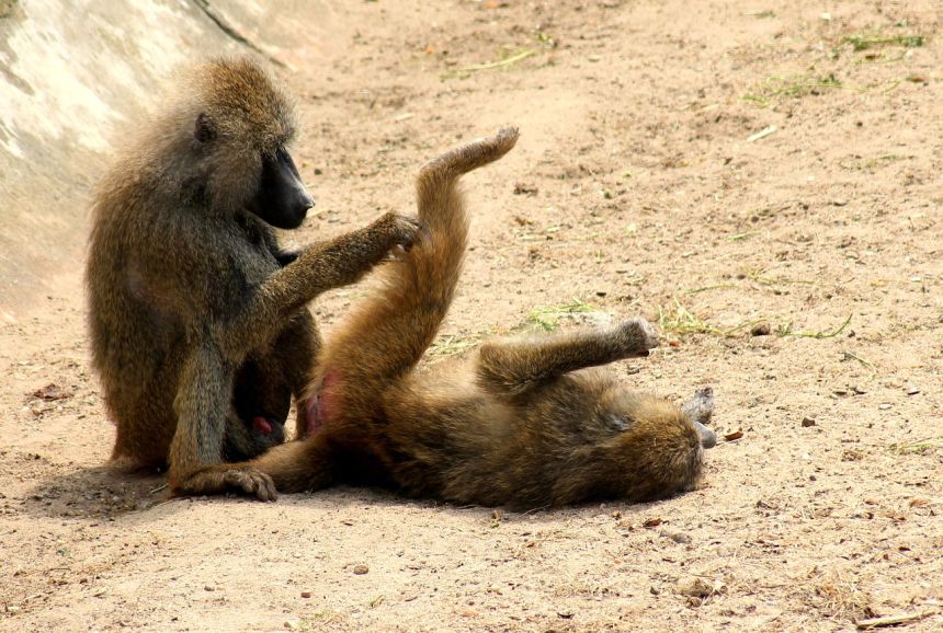 猴子,狒狒,毛皮