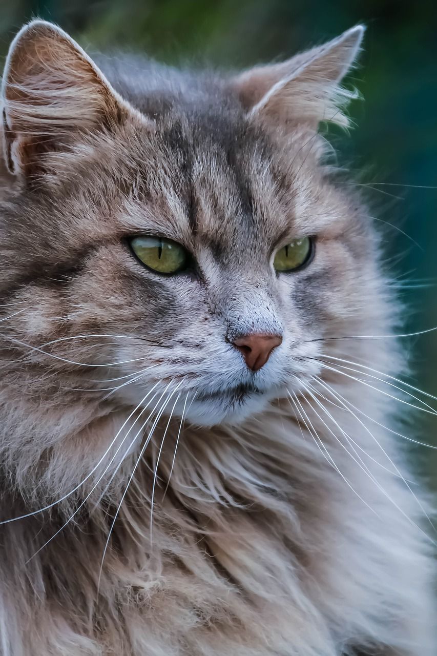 猫,猫科动物,绿色