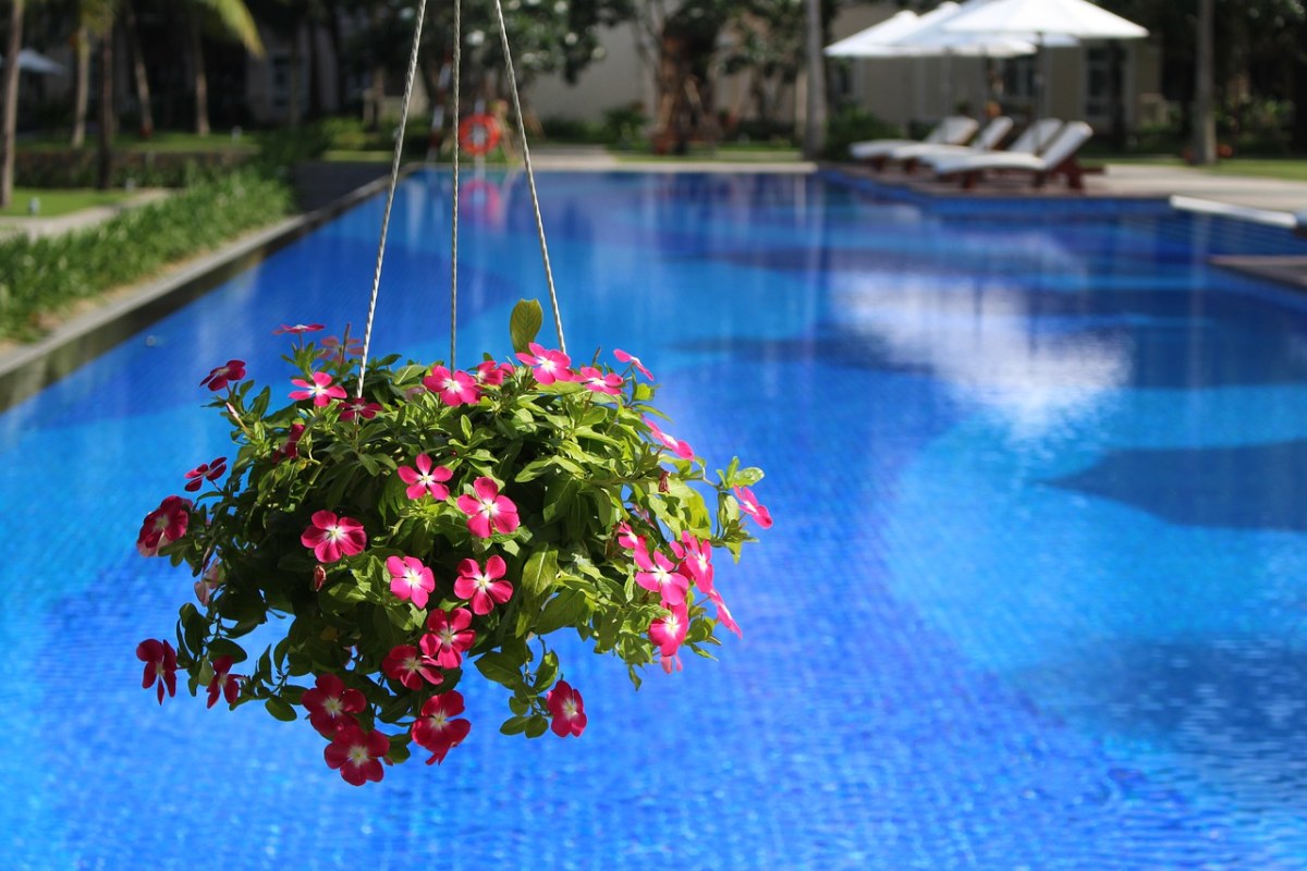 游泳池与花卉免费图片