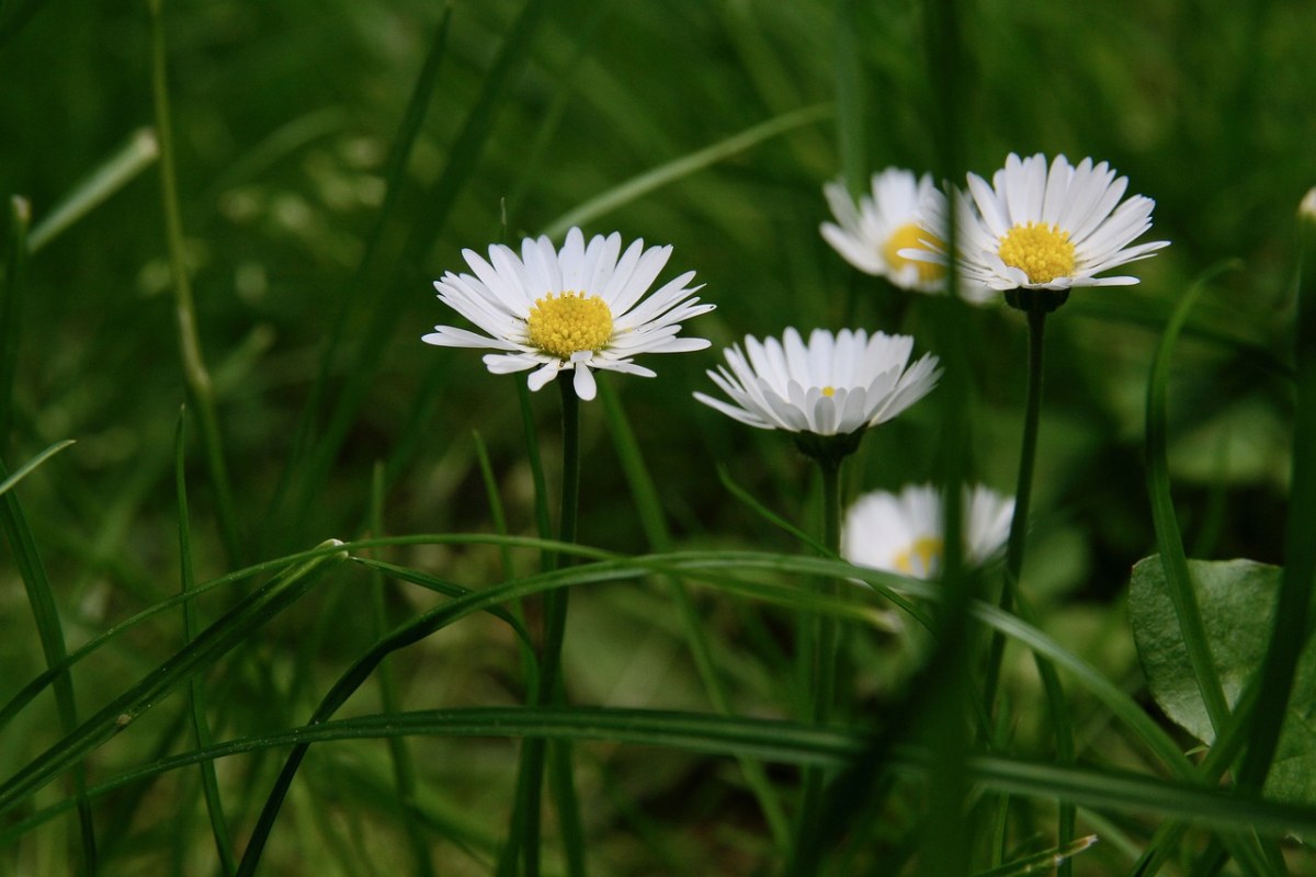 雏菊、草地、草原植物免费图片