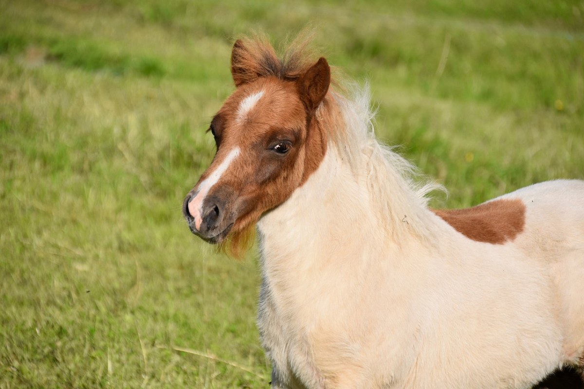 小马,设得兰小马,小马驹