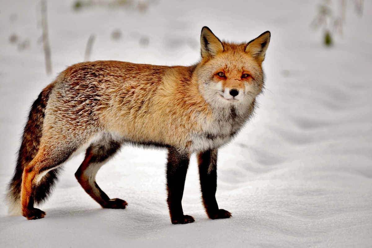 狐狸、哺乳动物、捕食者免费图片