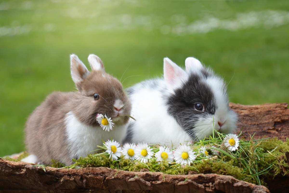 在吃野花的兔子免费图片