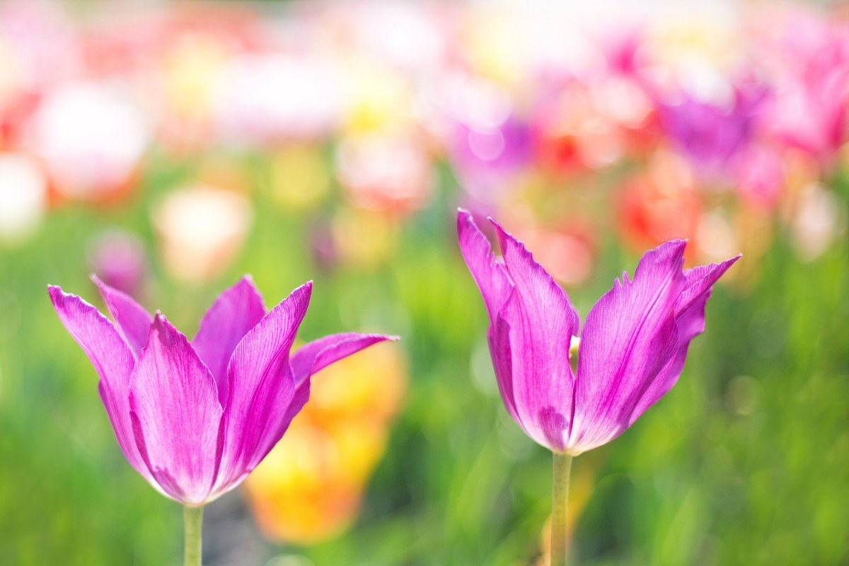 郁金香、粉红色、花园免费图片
