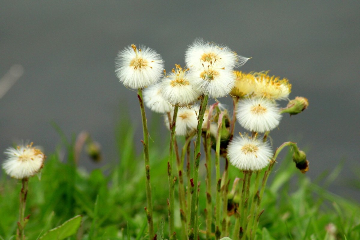 苦苣菜,蒲公英,尼姑免费图片