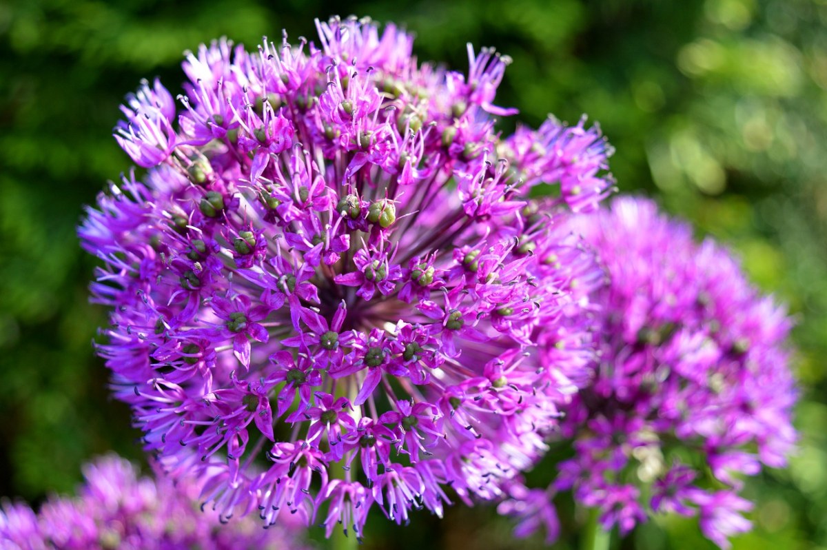 紫色的大花葱花朵特写免费图片