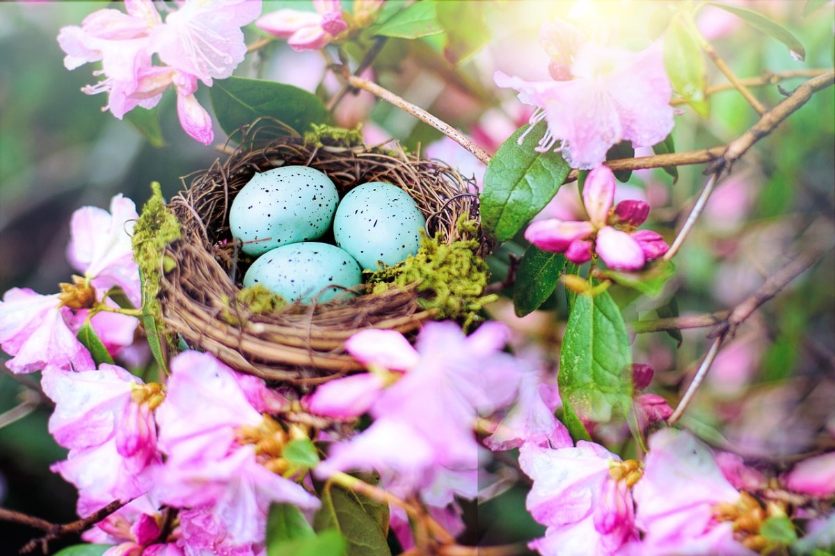 春天鸟巢里的鸟蛋免费图片