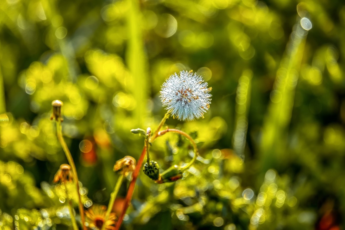 草地、蒲公英、野花免费图片