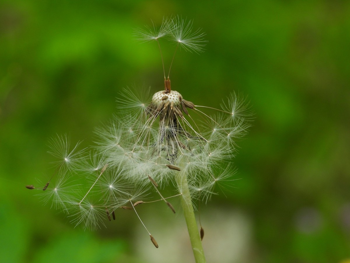 蒲公英、苦苣菜、植物免费图片