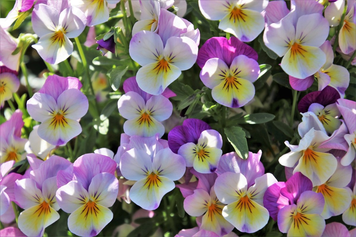 紫罗兰、多彩、春天免费图片