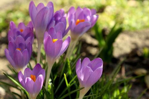 番红花、春暖花开、紫