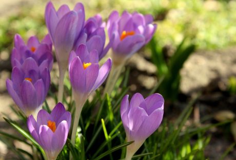 番红花、春暖花开、紫