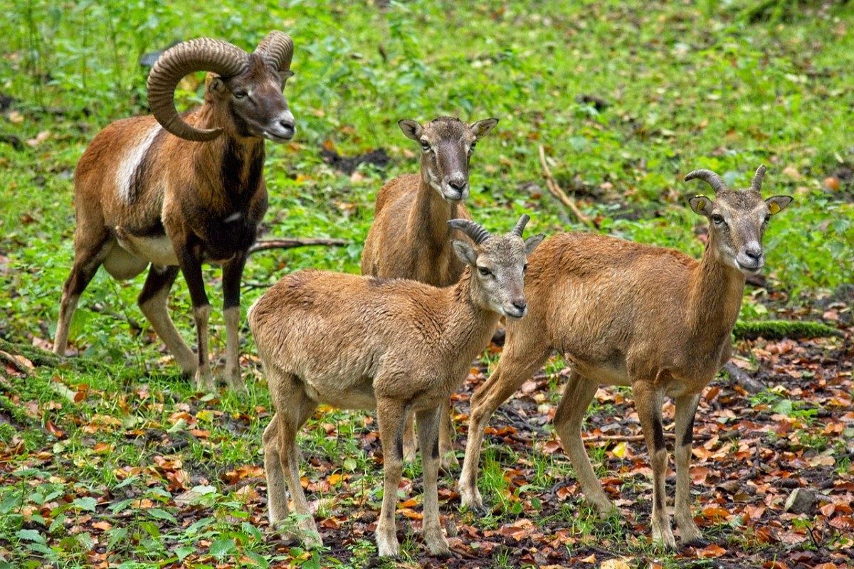 欧洲盘羊,野羊,性质