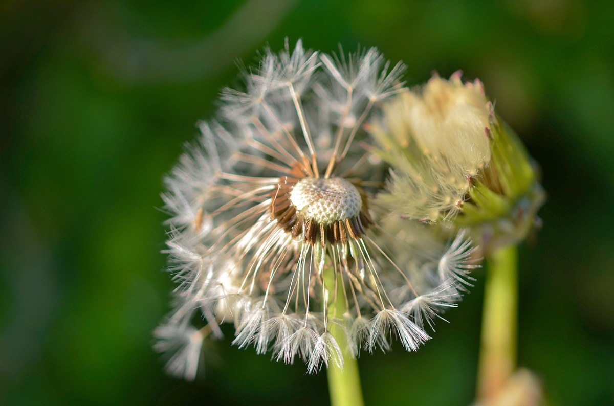 蒲公英、Natur、自然免费图片