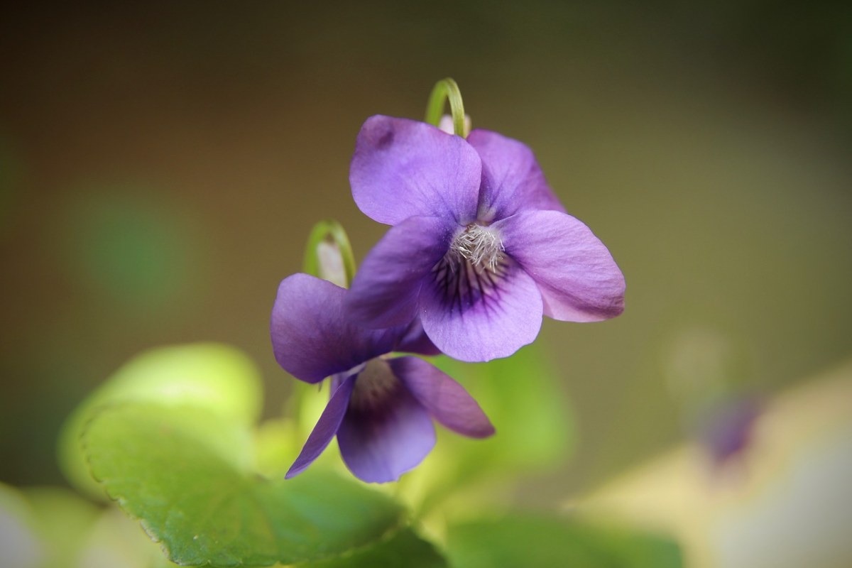 紫花地丁植物花朵免费图片