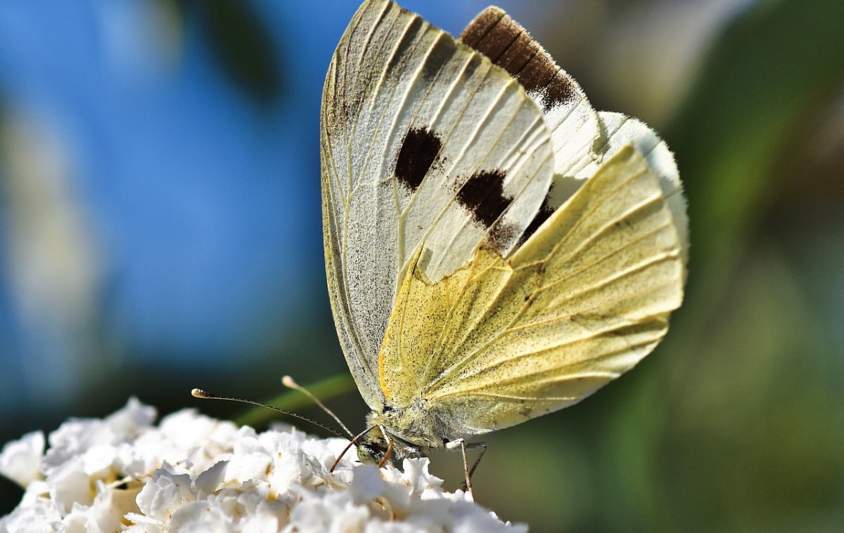 白岭、蝴蝶、昆虫免费图片
