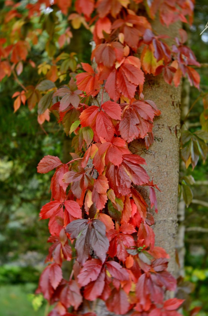 秋天的颜色,秋天的落叶,树干