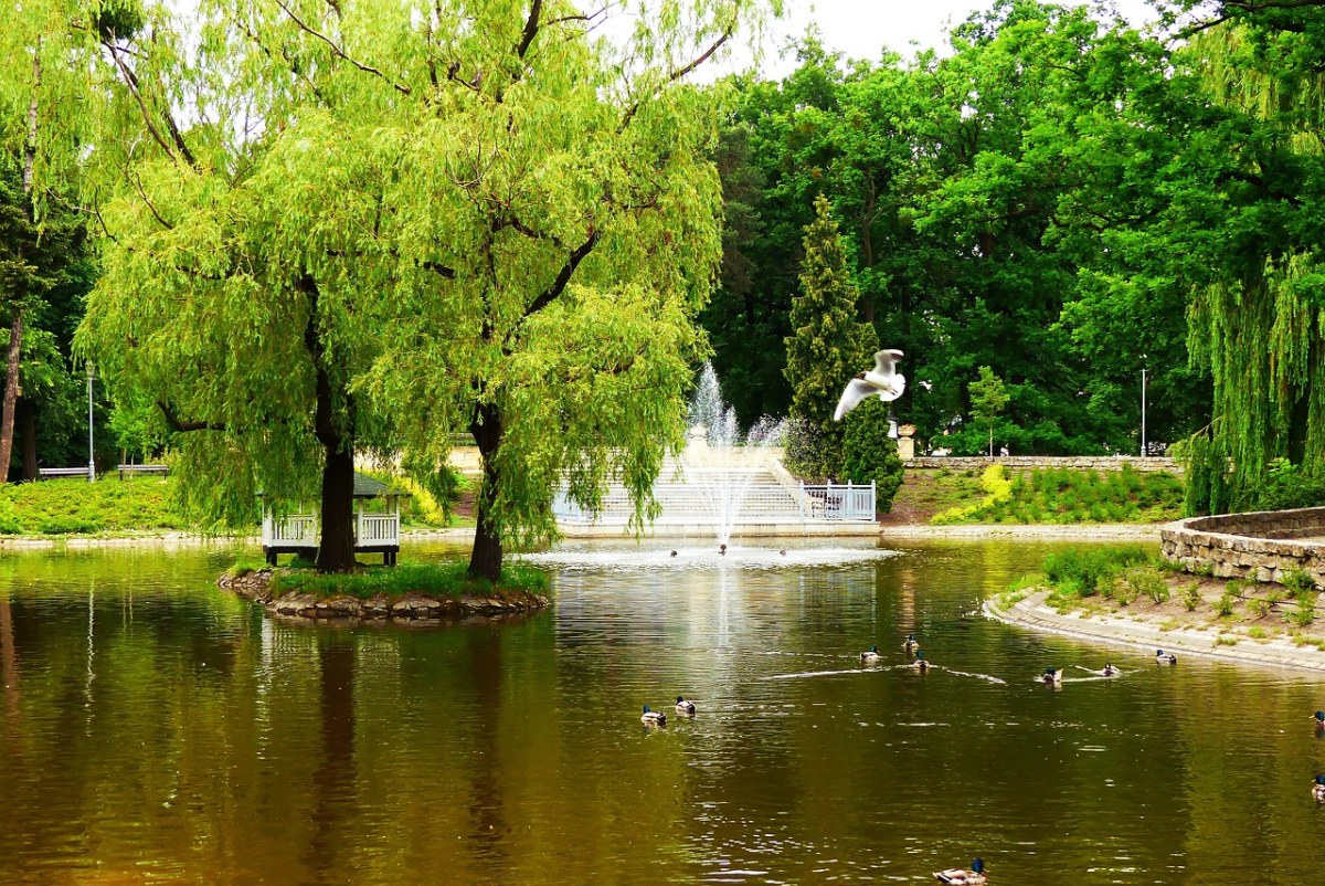 城市公园、池塘、柳树免费图片