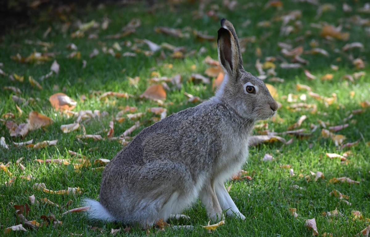草地上的一只野兔免费图片