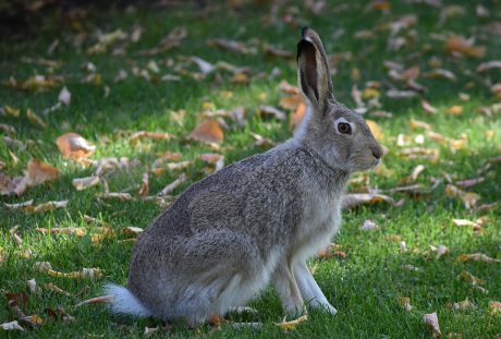 草地上的一只野兔