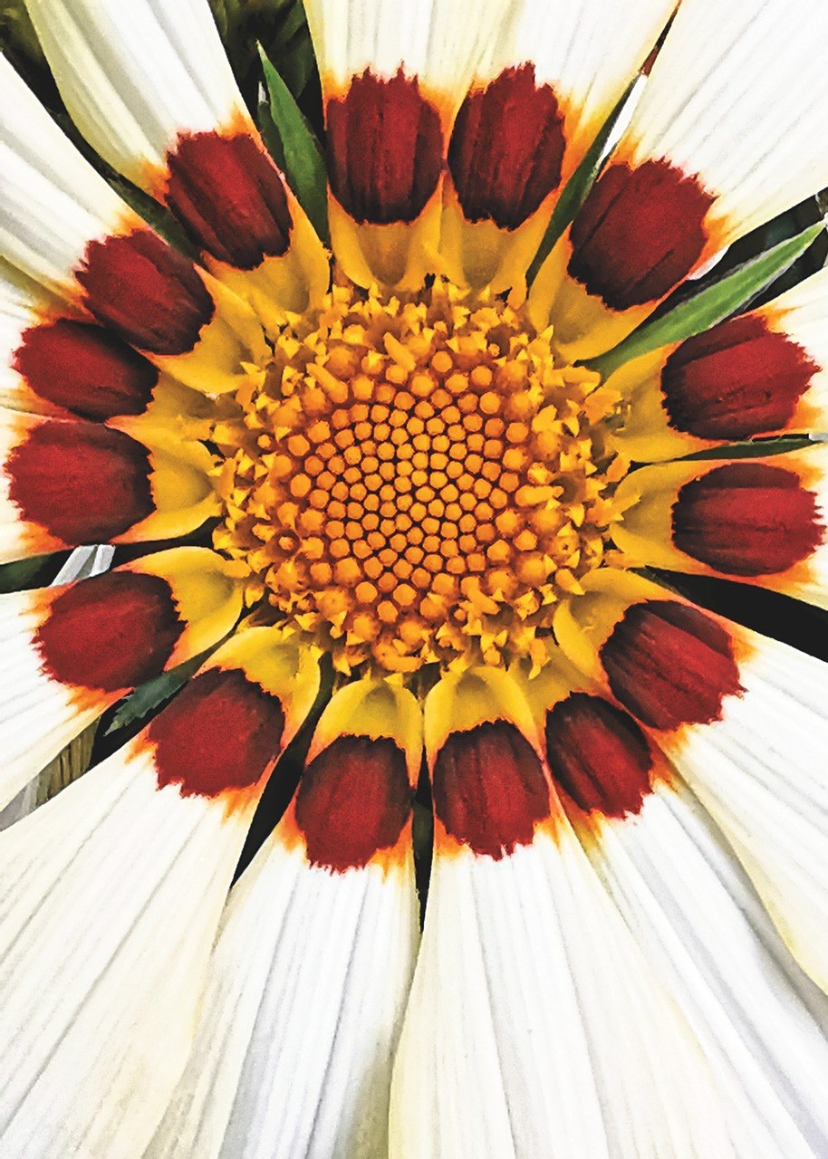 gazanie,中午金,中午金花