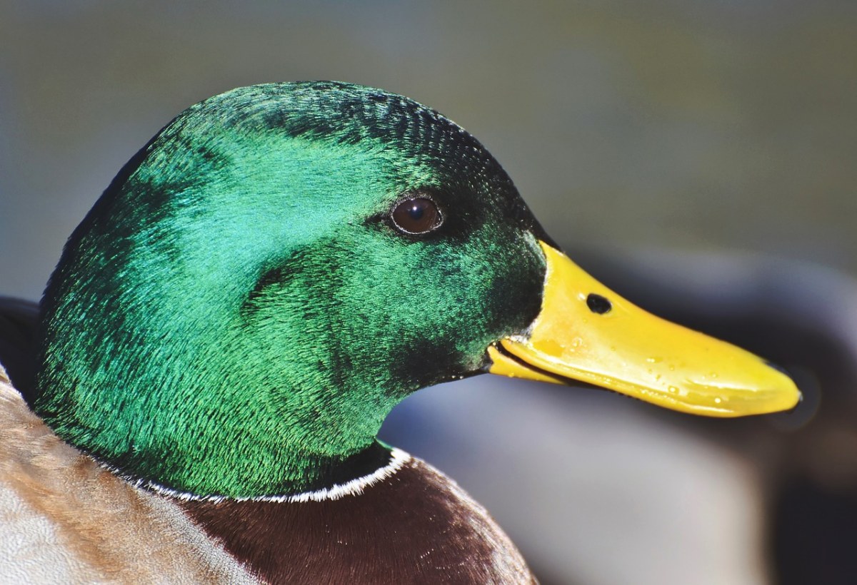 绿头鸭、鸭、水禽免费图片