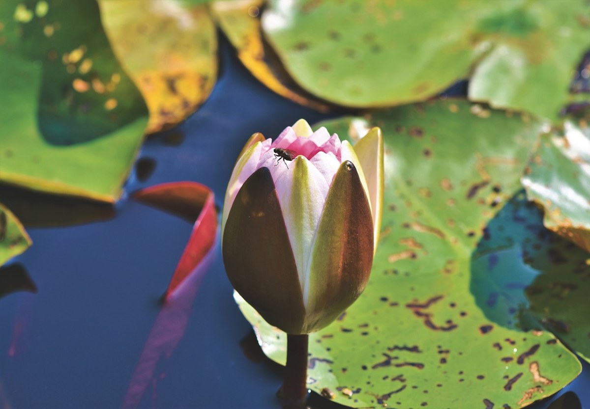 睡莲,百合花苞,池塘