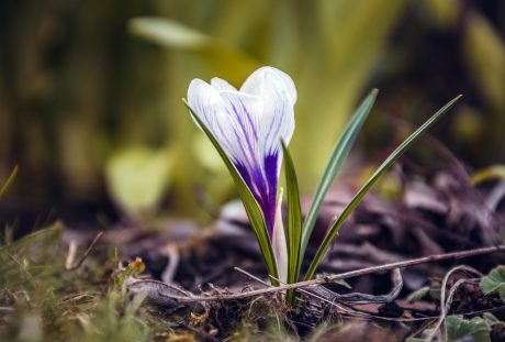 藏红花、花、草地