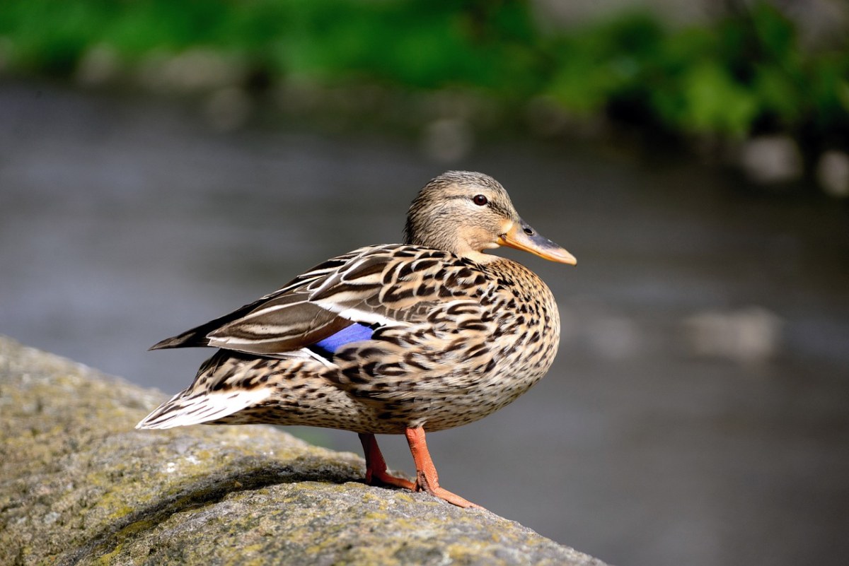 鸭,绿头鸭,女性的野鸭